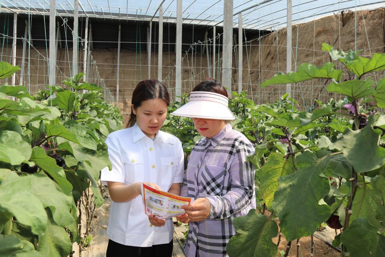 金叶助农添活力 苏家村振兴绘新景