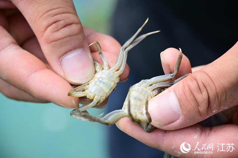 行进中国丨“小蟹苗”游出富民路