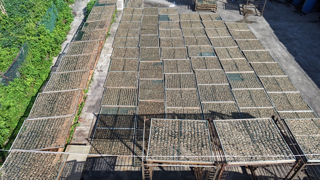  福州连江：海蛏采收忙  村民勤晒秋