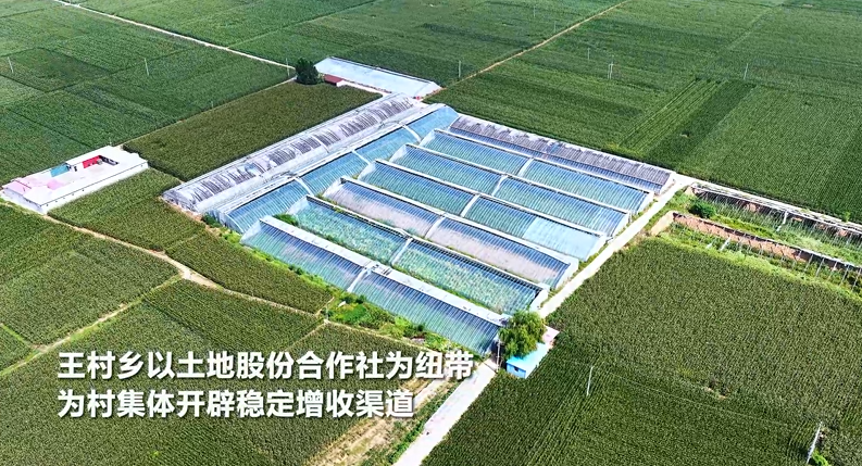 绿意满棚采收忙 特色丝瓜产业“串”起增收路的封面图片