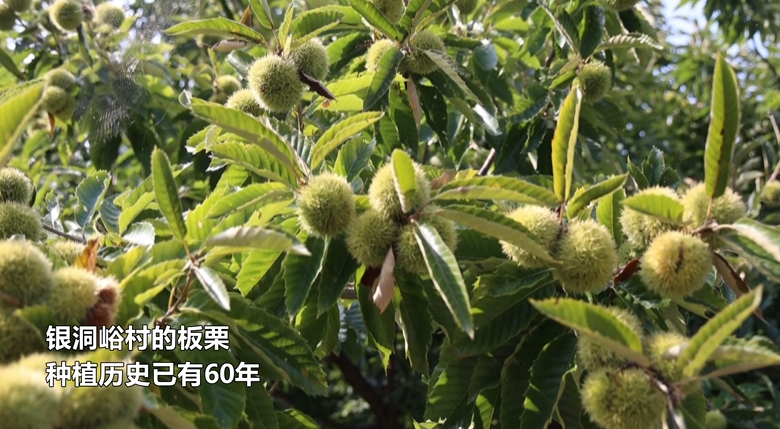 板栗“开口笑” 农户喜丰收的封面图片