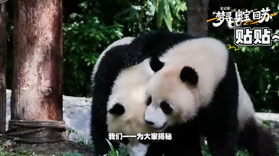 欢迎你们！两只国宝大熊猫下江南的封面图片
