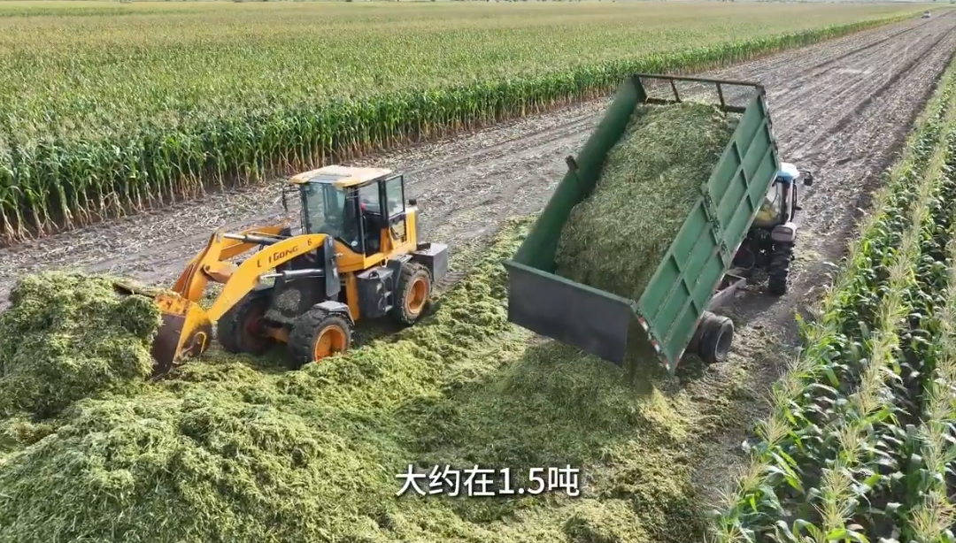 黑龙江大庆：秸秆粪污变身“绿色甲醇”的封面图片