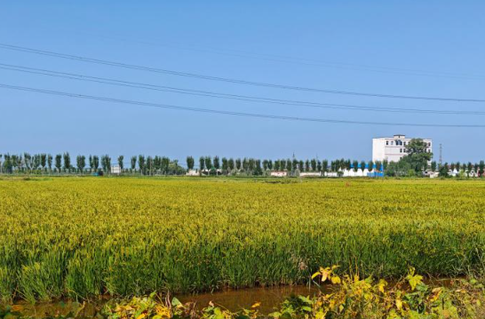 “寻稻”黄河北 稻渔共生绘“丰”景
