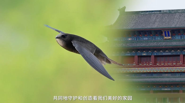 京气神儿丨古都精灵，相伴相生600年的封面图片