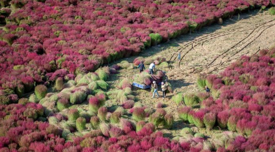 山西柳林：火红扫帚“舞”动秋收 全链条发展助农致富 - 第5张图片