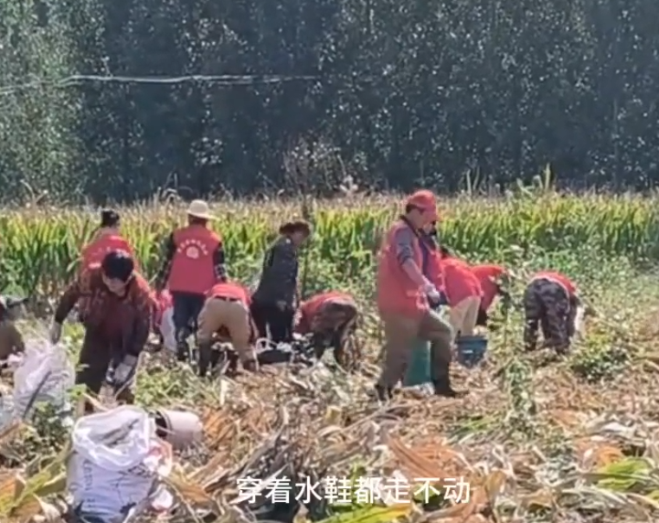 30位志愿者泥地里帮农户抢收40亩玉米，帮农户减少损失实现颗粒归仓的封面图片