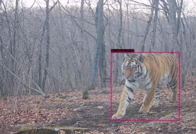 黑龙江上线人虎冲突预警平台 AI识别“虎脸”防冲突