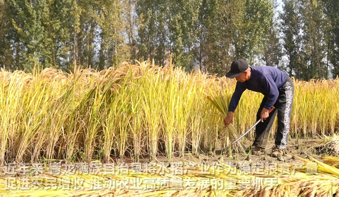“稻”处丰收景 产业绘新图的封面图片
