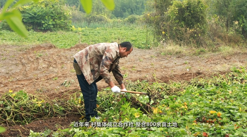 支部领办兴产业 红薯映红致富路 - 第3张图片
