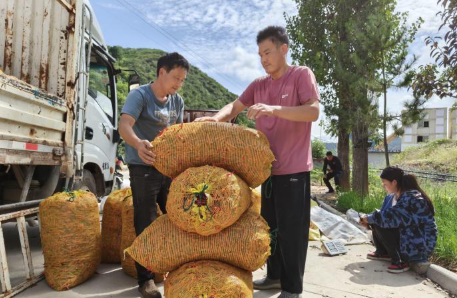 秦巴腹地“椒”响曲:洛南辣椒产业铺就共富路