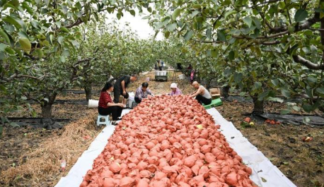 科技赋能+品牌引领 “黄金果”变乡村振兴“富民果”