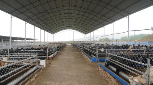 山西长子：羊业崛起 年入百万带动村民增收