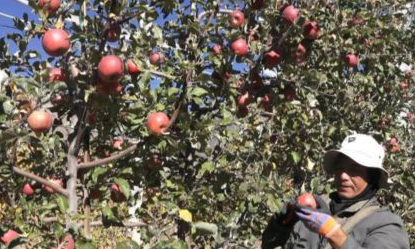 从陕西到西藏：贡嘎1.9万亩矮化苹果 结出1.6亿元增收果实 - 第1张图片