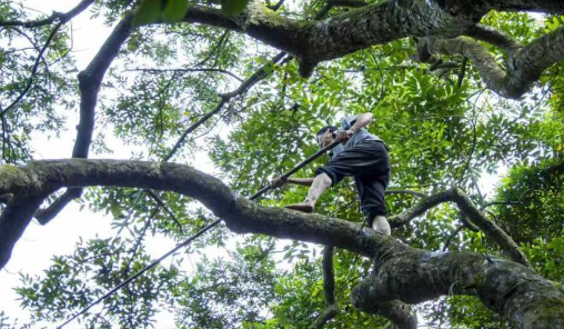 广东三百洞村:乌榄迎丰收 “小特产”变“金饭碗”