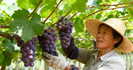 广东双江镇:特色水果产业成农民增收的“金钥匙”