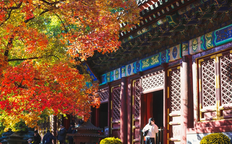 香山公园进入红叶最佳观赏期 推荐五处最佳观赏点位 - 第1张图片