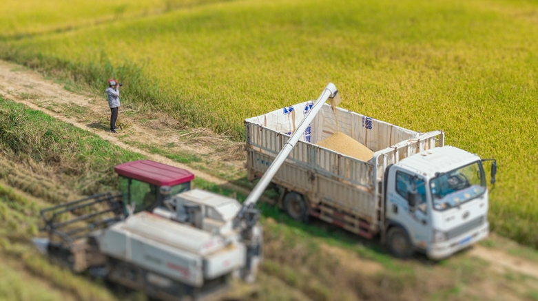 微观“丰”景！当移轴镜头遇见云南稻田的封面图片