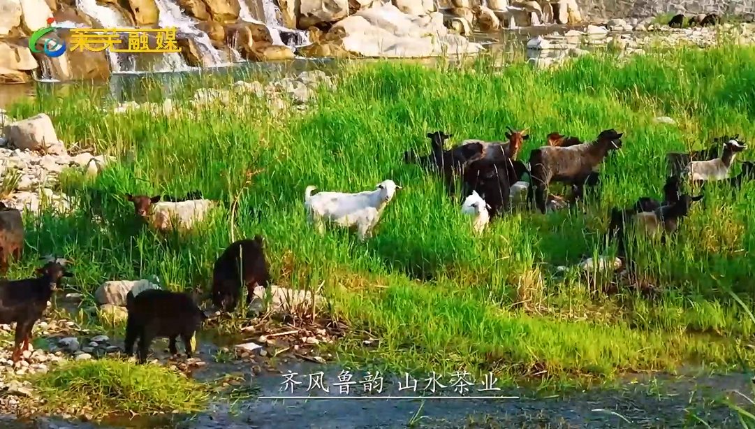 一叶落知天下秋——齐风鲁韵 莱芜山水茶业的封面图片