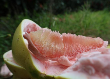 福建长泰:蜜柚满枝头,甜了舌尖富了农