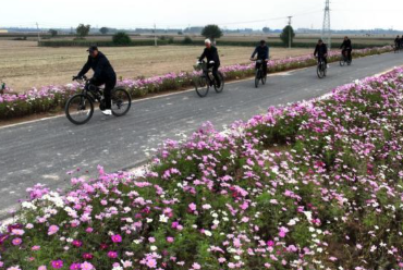 从“种菊”到“赏菊”：北方小镇“花”样度重阳的配图