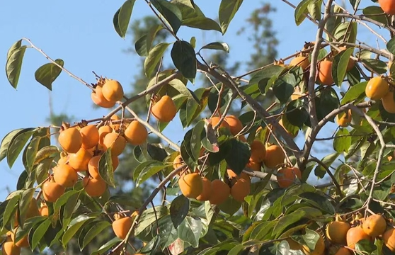 古田“炮弹柿”如何成为乡村振兴“黄金果”的配图