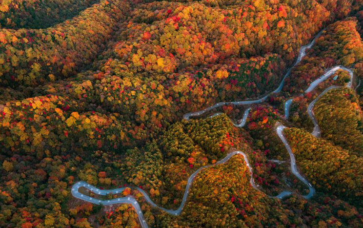 红叶舞动天地间，瑰宝灿烂光雾山的配图