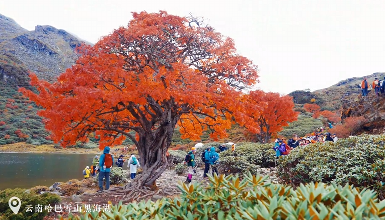 美成调色盘！云南哈巴雪山深处 野花楸树换上红装的封面图片