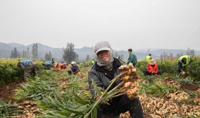 金融活水润乡土：从姜田到谷场的生机的配图