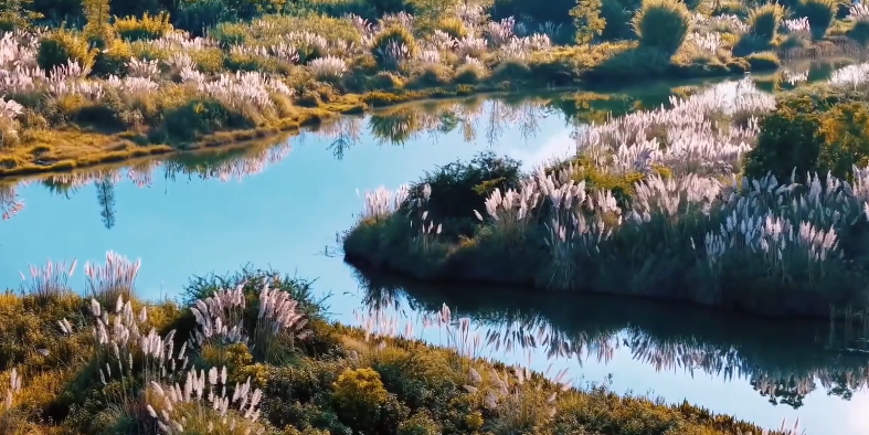 芦花与远山夕阳交织 氛围感拉满的封面图片