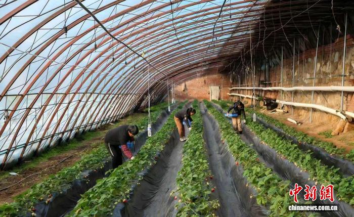 （乡村行·看振兴）山西高平：智慧农业显身手 温室大棚好“丰”景的配图