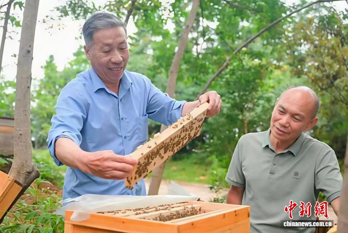 （乡村行·看振兴）“蜂”舞山乡 江西赣县酿就乡村振兴“甜蜜路”的配图