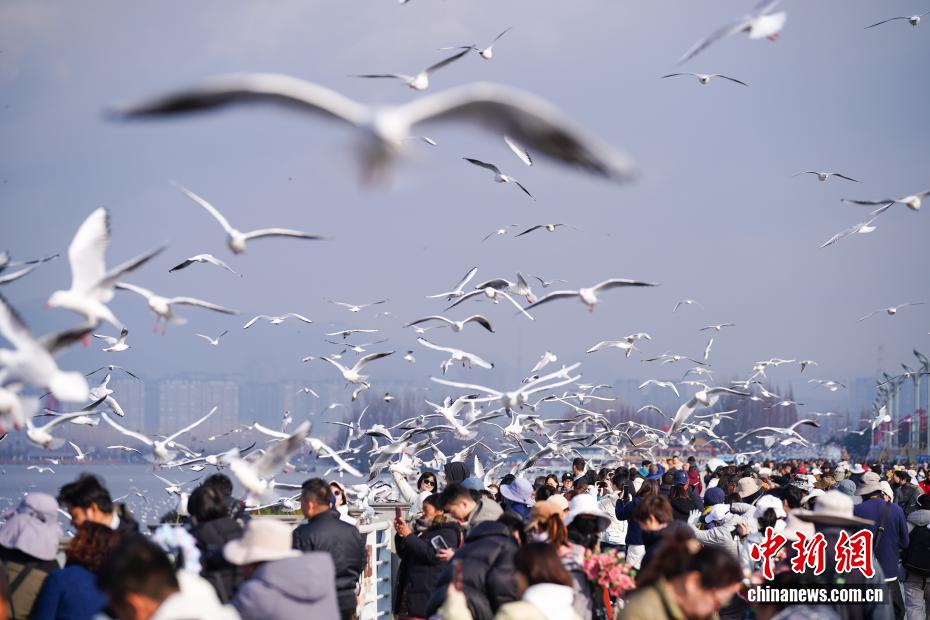 昆明气温回升 民众滇池边喂鸥赏景的配图