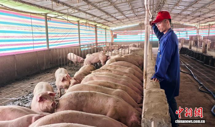 （走进中国乡村）广西农人探索生态特色养殖新模式的配图