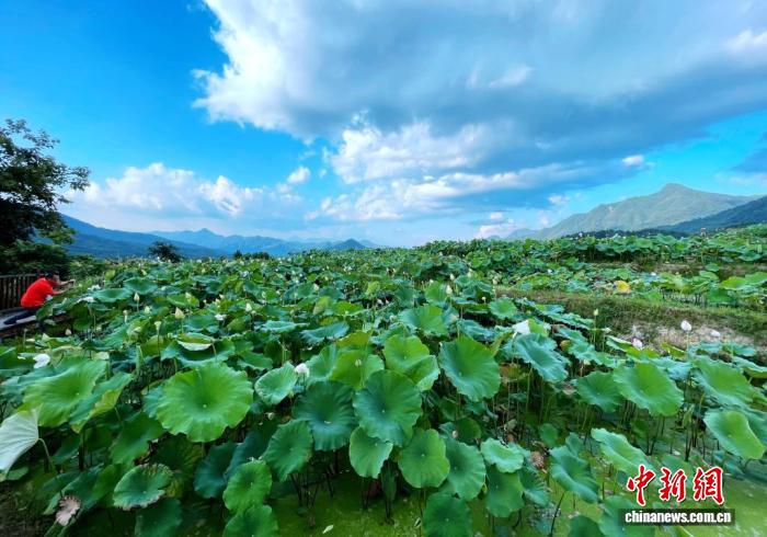 (乡村行·看振兴)福建建宁:金铙山下白莲摇 “链”上发力促振兴的配图
